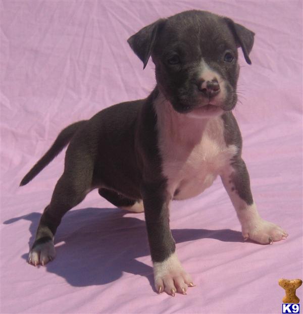 American Pit Bull Puppies for Sale